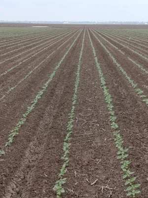 Se vende finca de regadío.