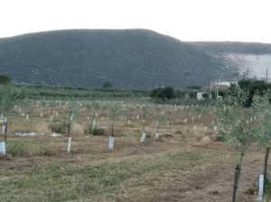 Finca de olivar en Lora de Estepa