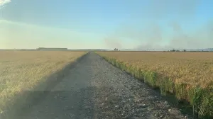 VENTA  FINCA DE EXPLOTACIÓN ARROCERA