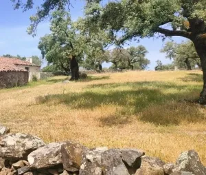 La dehesa, bonito encinar