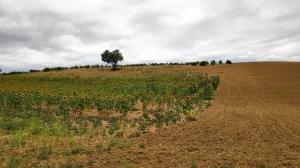 Finca secano en Santa Clara de Avedillo