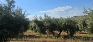 Fica Olivar Regadio en venta
