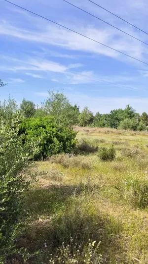 FINCA RÚSTICA EN L'ALCUDIA DE CRESPINS