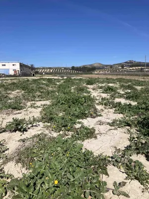 Venta secano productivo con excelente acceso