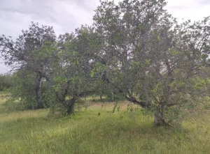 Venta finca rústica en Aldover