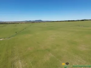 finca en venta 544 has. labor viña caza mayor