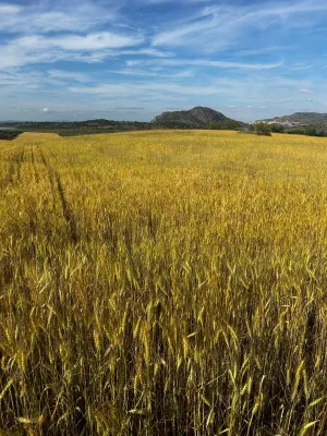 Excelente finca de secano en Alange