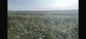 FINCA DE REGADÍO FRUTALES CIRUELOS
