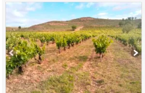 Viña La Rioja Alta