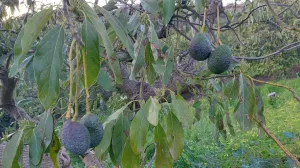 Finca de Aguacates a un paso de la costa.