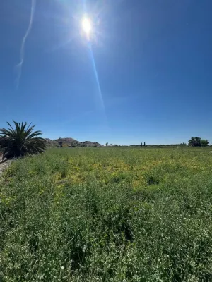 Finca en Granja de Rocamora