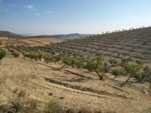 FINCA RÚSTICA OLIVOS Y ALMENDROS