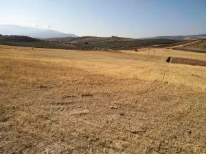 PARCELA DE SECANO
