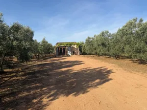 FINCA RÚSTICA EDIFICABLE EN LLUCMAJOR  (SON PIERES)