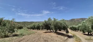 Finca Olivar 100 olivos