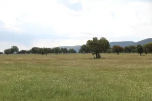Finca recreo, caza e hípica Ref. 1547