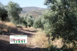 Finca de olivos carrileados
