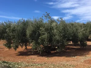 VENTA FINCA DE OLIVAR. CORTIJO DEL ARROYO