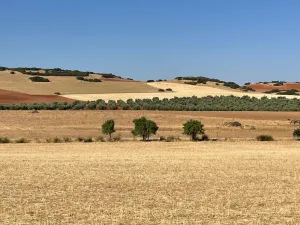 Finca monte-secano