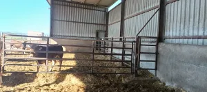 Vendo granja terneros