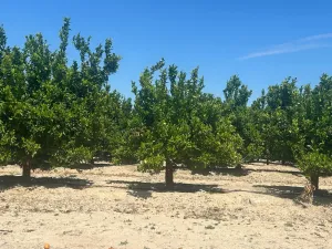 FINCA EN ALHAMA DE MURCIA