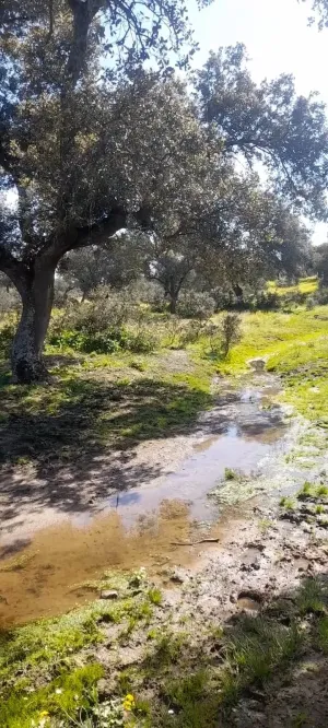 DEHESA EN MÉRIDA-VARIAS SUPERFICIES EN VENTA