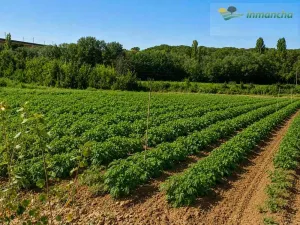 Finca en venta 200 has. labor riego Almendros