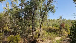Finca forestal de 220 hectáreas en Massanes