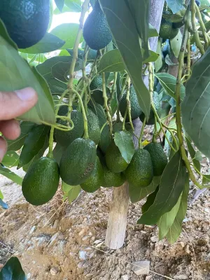 Finca agrícola productiva