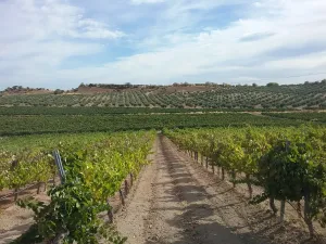 OPORTUNIDAD VENTA DE GRAN FINCA DE REGADIO