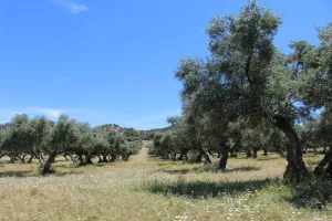 FINCA GANADERA Y CINEGETICA EN JAEN - 1531