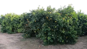 FINCA DE REGADÍO DE POMELOS EN FTE. LIBRILLA
