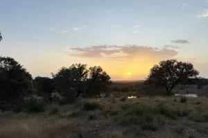 Olivar Con Buen Acceso En Plena Producción