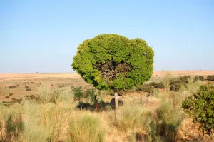 Finca Ganadera De 800ha Cerca De Cáceres