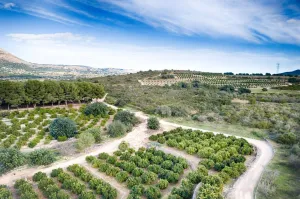 Finca Gata de Gorgos - Alicante