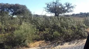 Finca en San Bartolome de la Torre