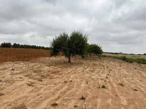 Finca en Bollullos par del condado Bollullos