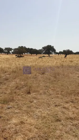 Finca Ganadera 600 ha Alcuéscar