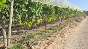 Finca Rústica en Monforte del Cid, Alicante - ¡Una Oportunidad Única! 🌳🌞