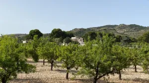 FINCA RUSTICA CON ALMENDROS ECOLOGICOS - BALSA DE RIEGO