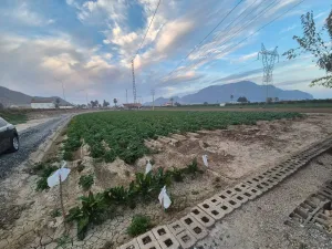 Finca Orihuela - Alicante