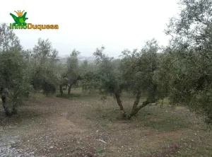 Finca rústica en Peligros con muy buen acceso.