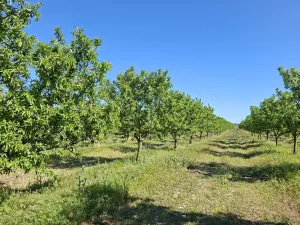 Explotación agropecuaria en producción de 21h