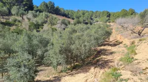 Venta Finca Rústica, Urb. Castellmoster, Castellvell Del Camp