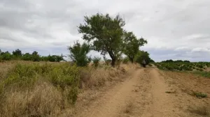 Finca secano en Santa Clara de Avedillo