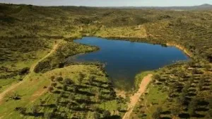 Dehesa Tamujoso | 650 ha de dehesa productiva con explotación ganadera y cinegética en Huelva