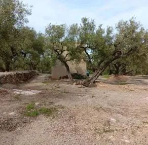 Finca Rústica con Olivos y Caseta Reformada en Entorno Natural