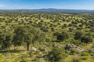 ^**^ACTIVO PATRIMONIAL ÚNICO EN ESPAÑA –4.500 HECTÁREAS DE DEHESA, CAZA, RECURSOS NATURALES Y EXPLOTACIÓN AGROFORESTAL^**^