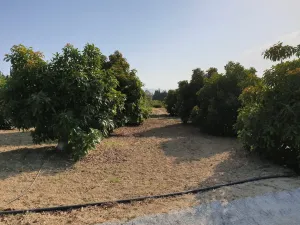 4. Finca premium en plena Costa del Sol