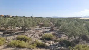 Finca Rústica en Monforte del Cid, Alicante - ¡Una Oportunidad Única! 🌳🌞